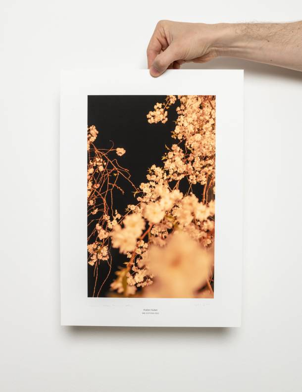 Kirschblüten by Huber.Huber