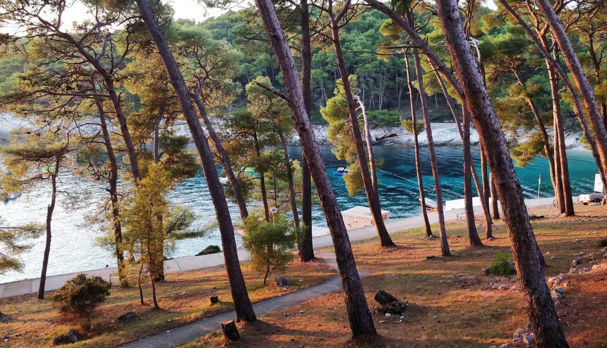 Blick durch einen lichten Pinienwald auf eine türkisfarbene Bucht in Mali Losinj, Kroatien.